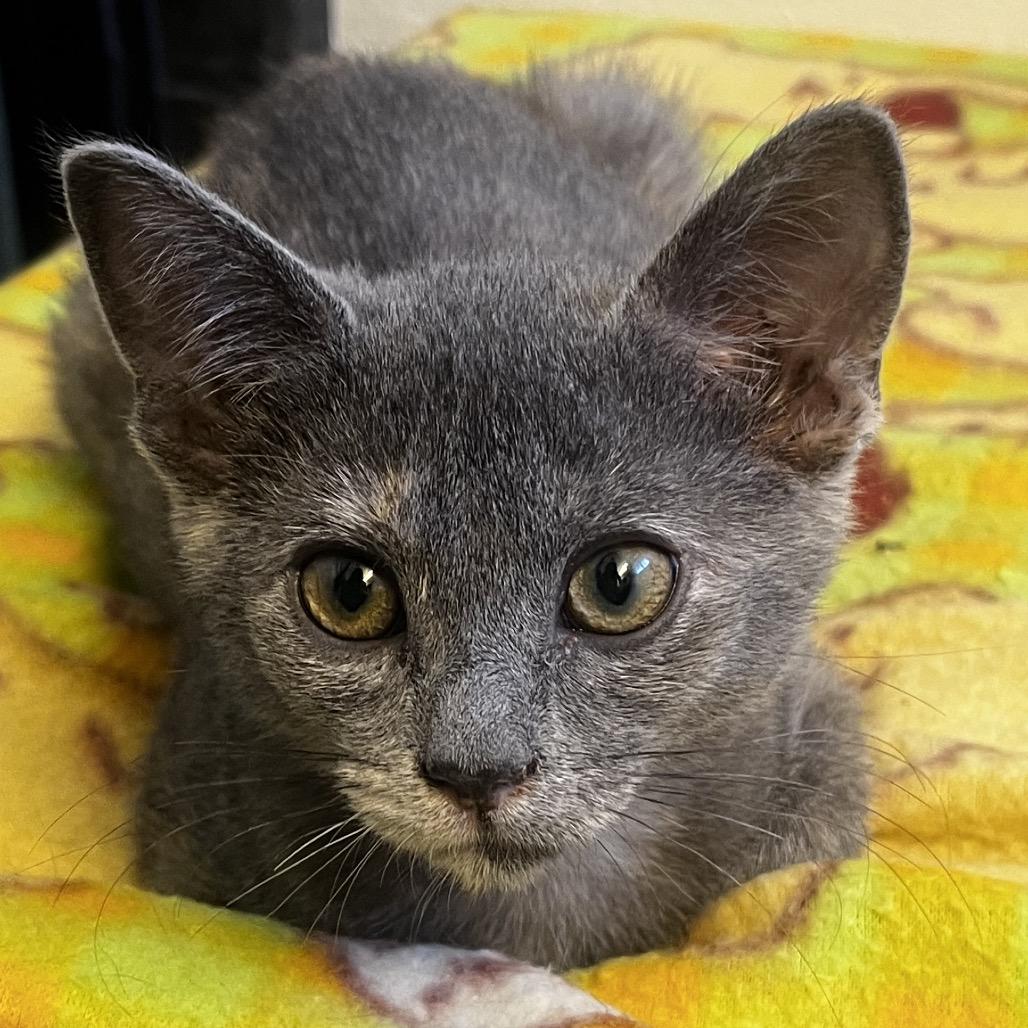 Enlarge Peppa, a Adoptable Domestic Short Hair in Yucca Valley, CA image 5/5
