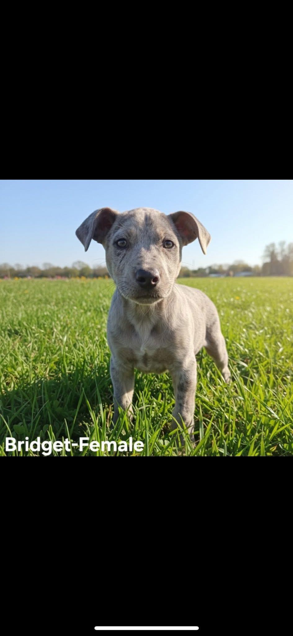 Enlarge Bridget, a ADOPTABLE mixed breed in Wanaque, NJ image 1/1