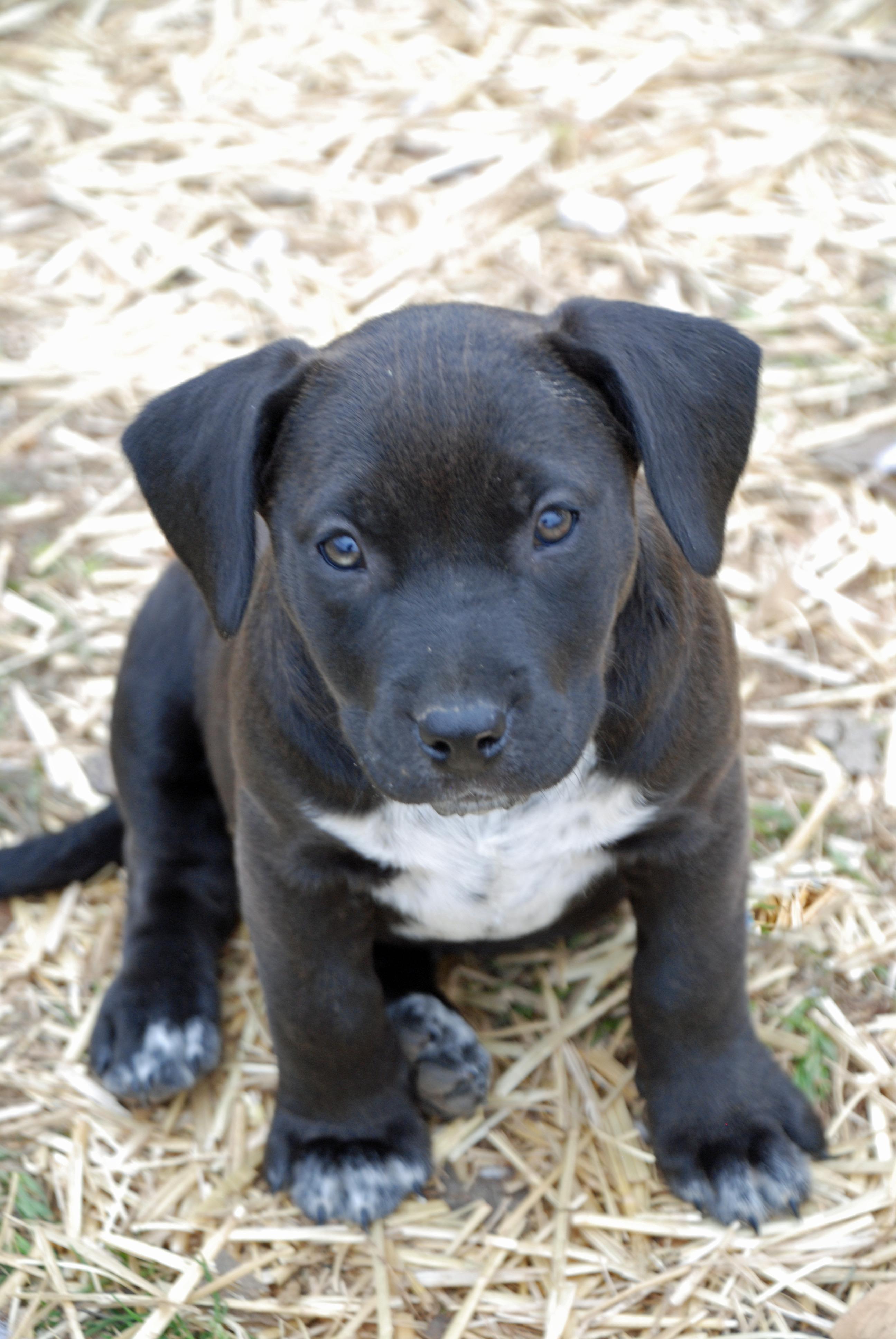 Tina, ADOPTABLE, Puppy Female Labrador Retriever & Pit Bull Terrier.