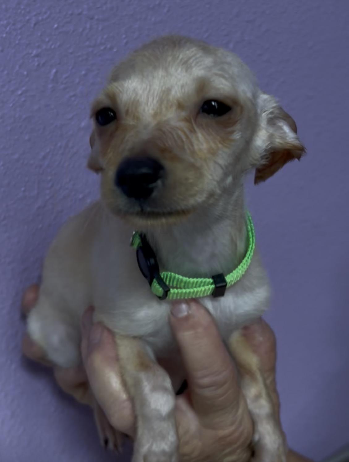 Hickory, Adoptable, Puppy Male Chihuahua.