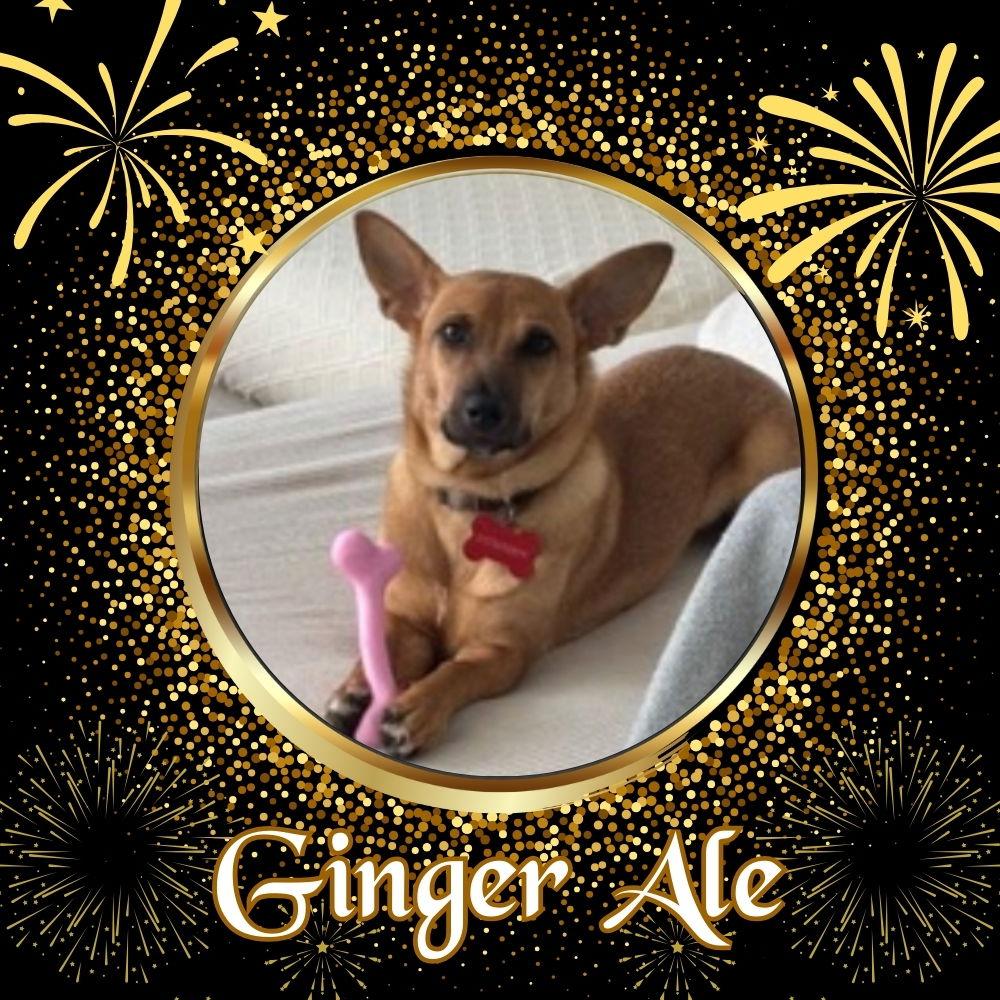 Ginger Ale, Adopted, Puppy Female Dachshund.
