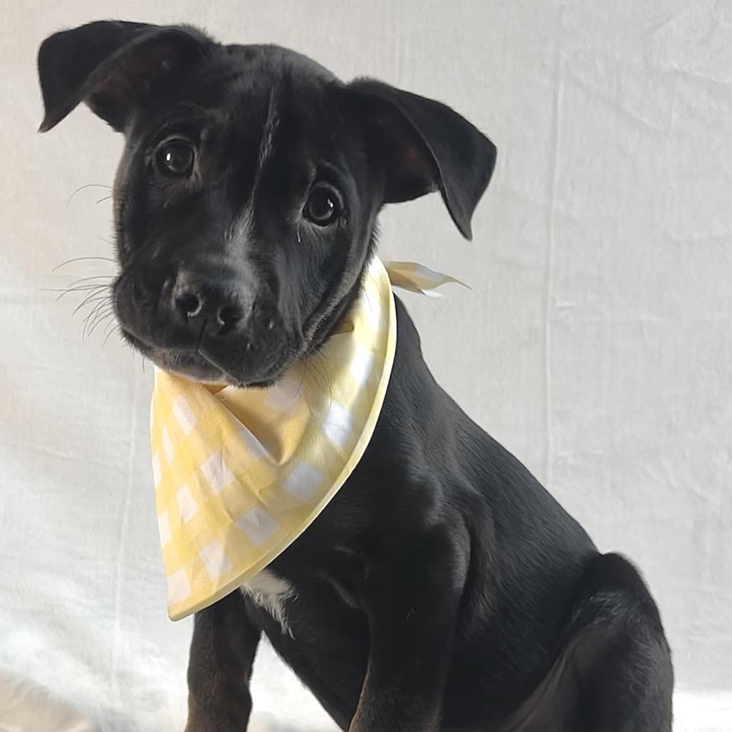 Larry, Adoptable, Puppy Male Labrador Retriever & Shepherd.