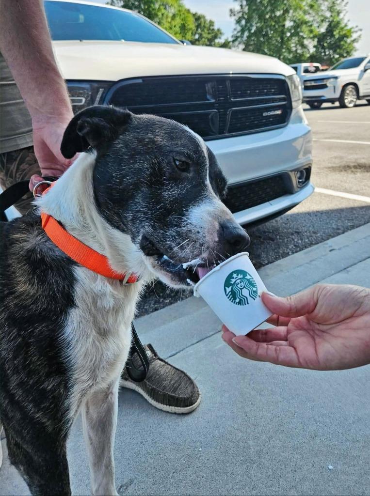 Lester, a Adoptable mixed breed in Hartsville, SC image 4/5