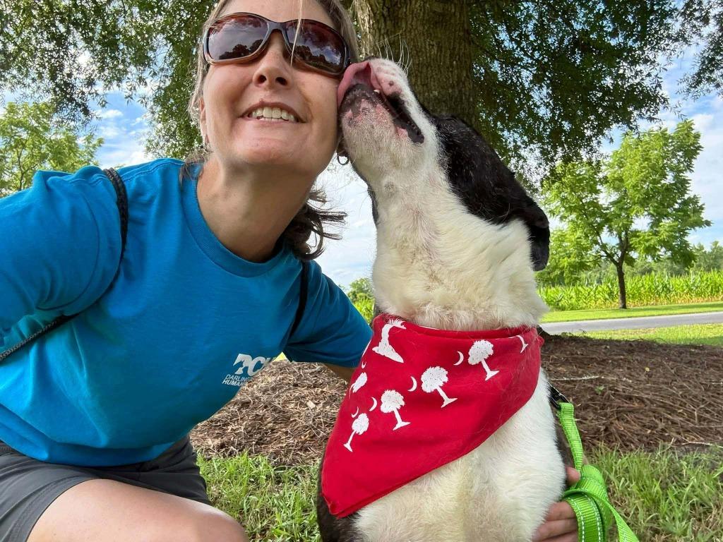 Lester, a Adoptable mixed breed in Hartsville, SC image 1/5