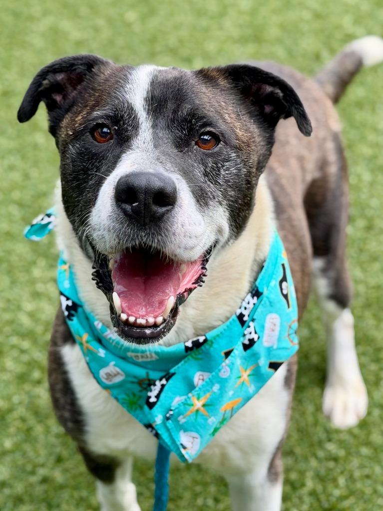 Lester, Adoptable, Young Male Labrador Retriever & Pit Bull Terrier.