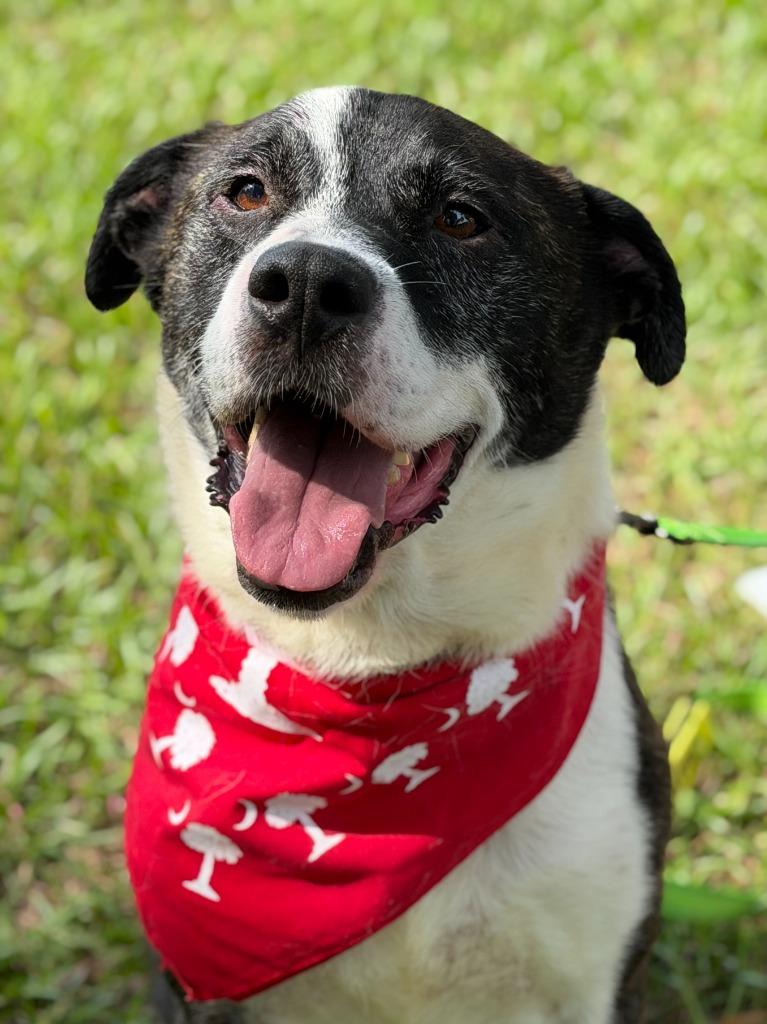 Lester, a Adoptable mixed breed in Hartsville, SC image 3/5