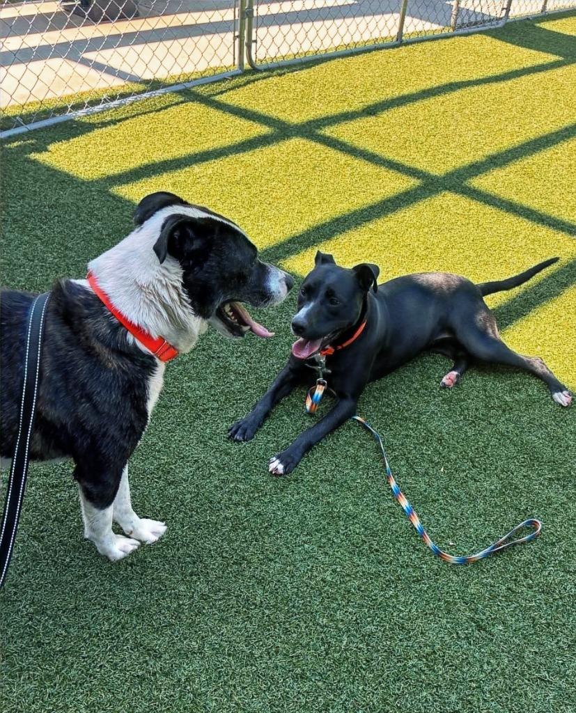 Lester, a Adoptable mixed breed in Hartsville, SC image 5/5