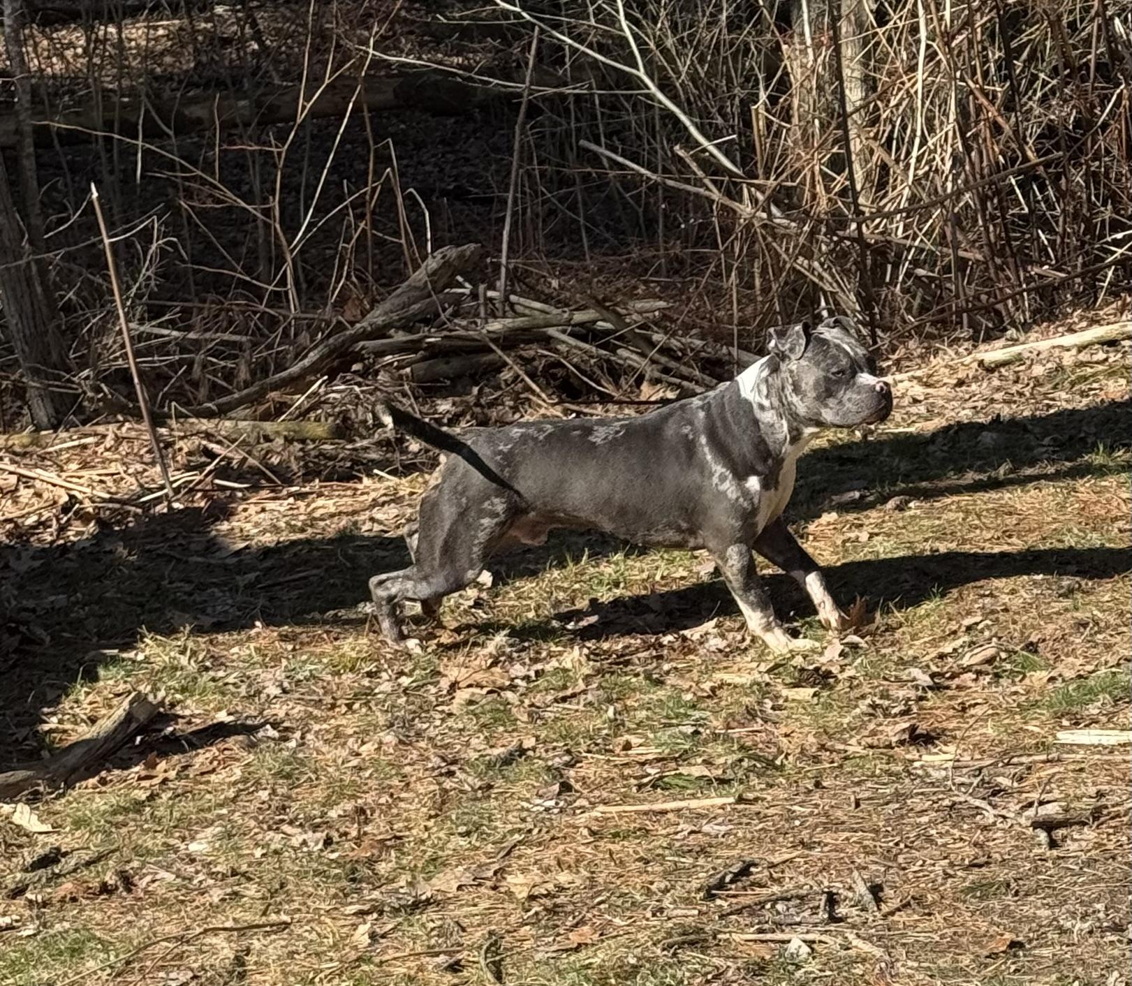 Gusto, an adoptable Pit Bull Terrier in Vassalboro, ME, 04989 | Photo Image 2