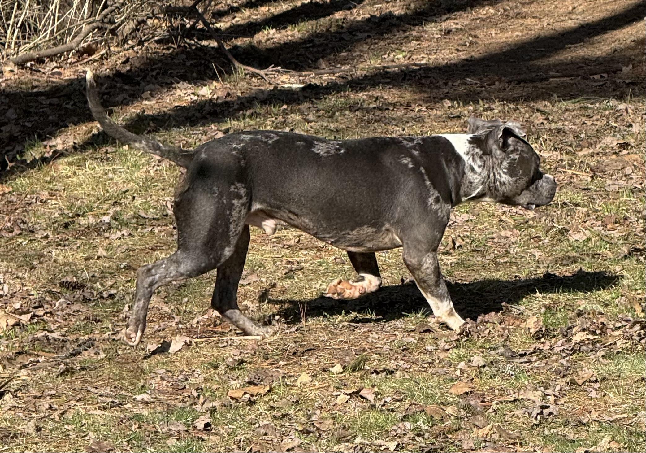 Gusto, an adoptable Pit Bull Terrier in Vassalboro, ME, 04989 | Photo Image 3