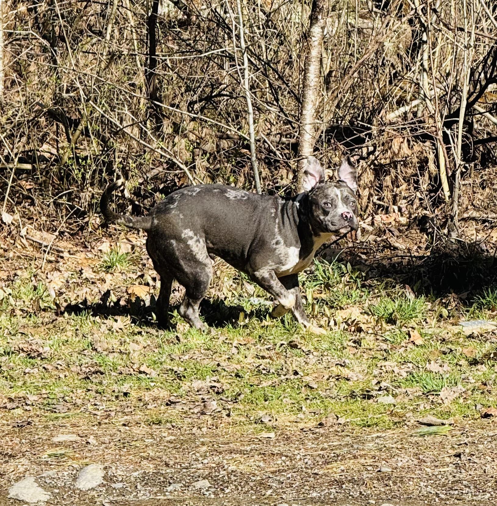 Gusto, an adoptable Pit Bull Terrier in Vassalboro, ME, 04989 | Photo Image 4