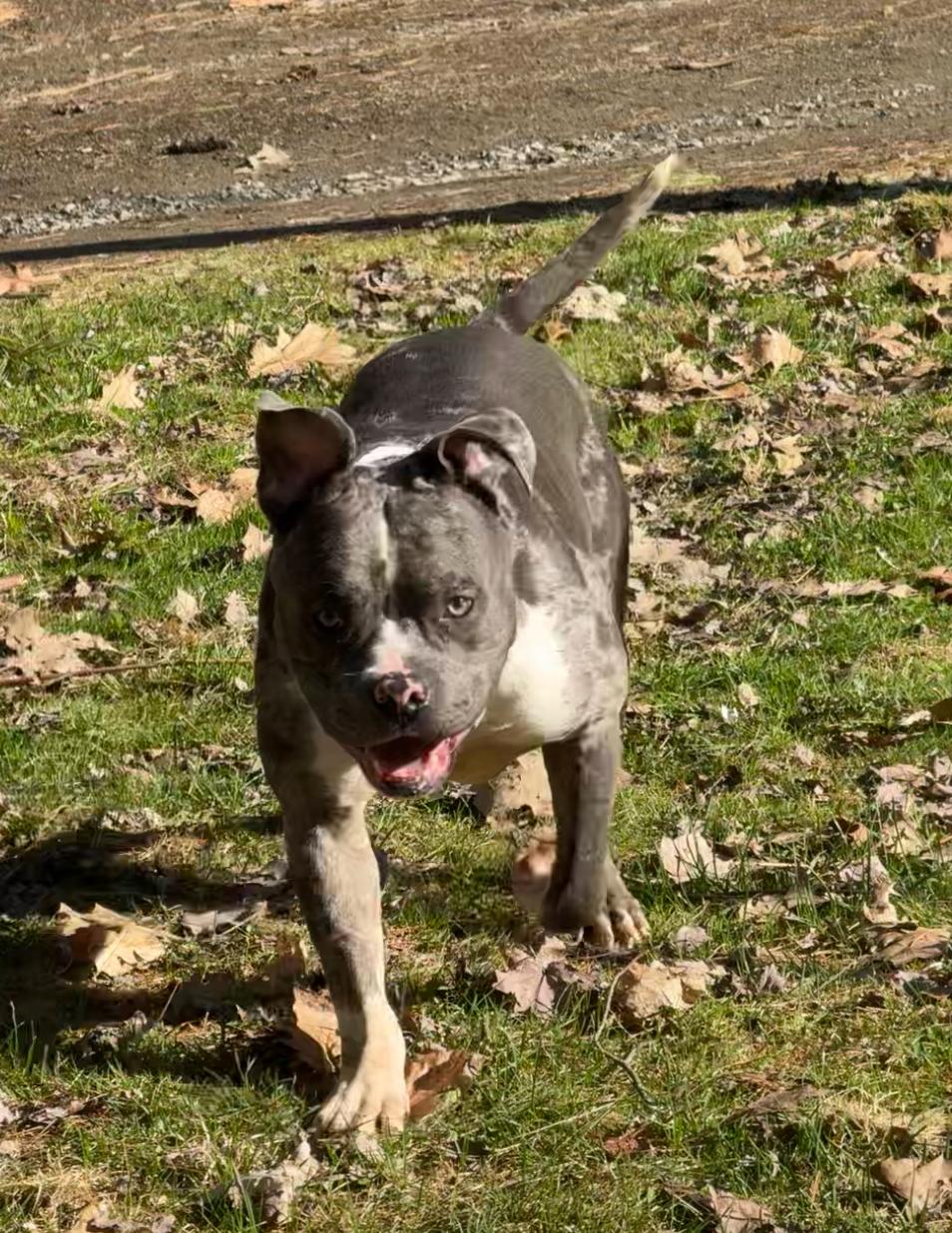 Gusto, an adoptable Pit Bull Terrier in Vassalboro, ME, 04989 | Photo Image 1