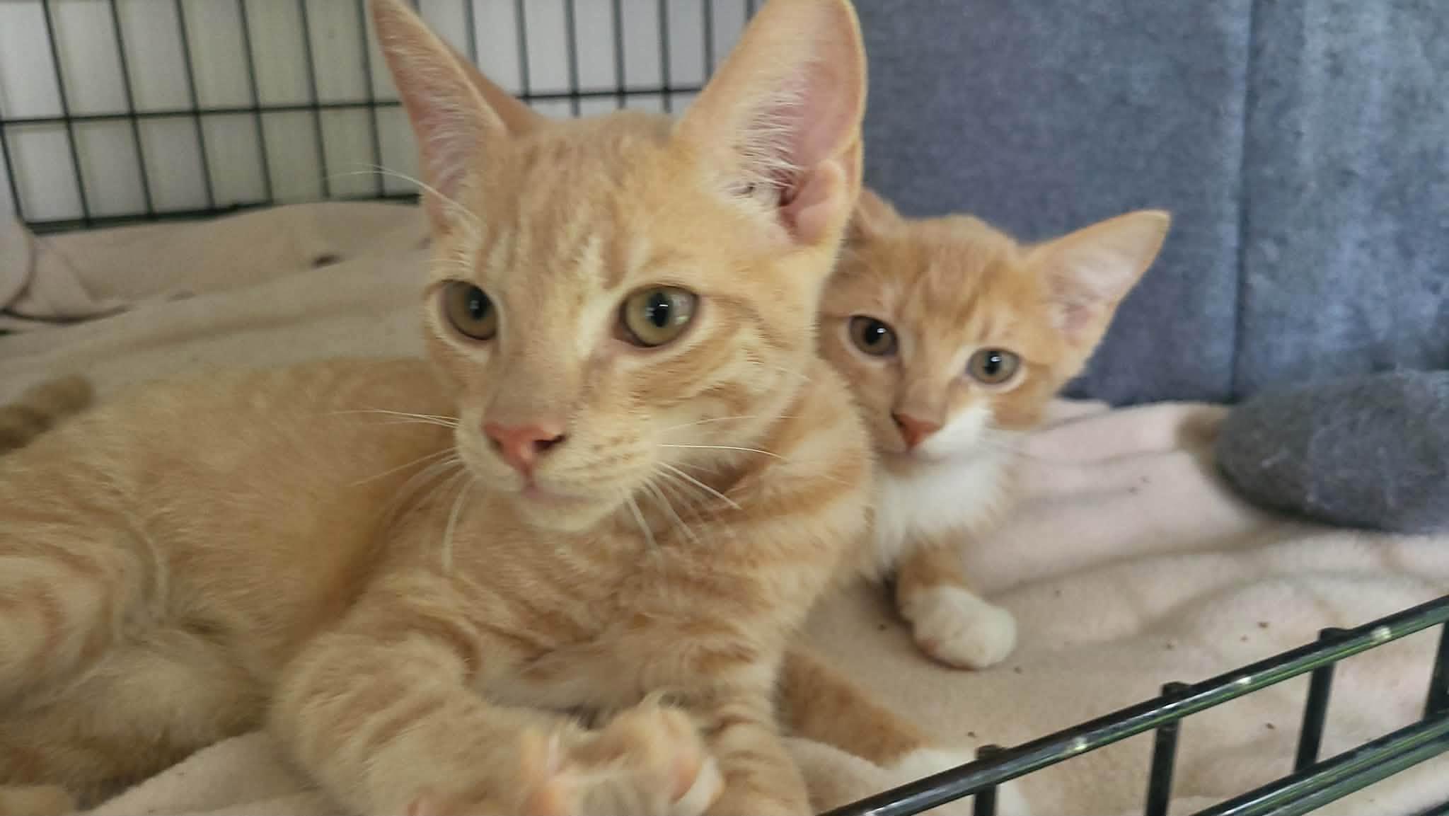 Hunka Chunka PB Fudge - Kitten, Adopted, Kitten Male Domestic Short Hair.