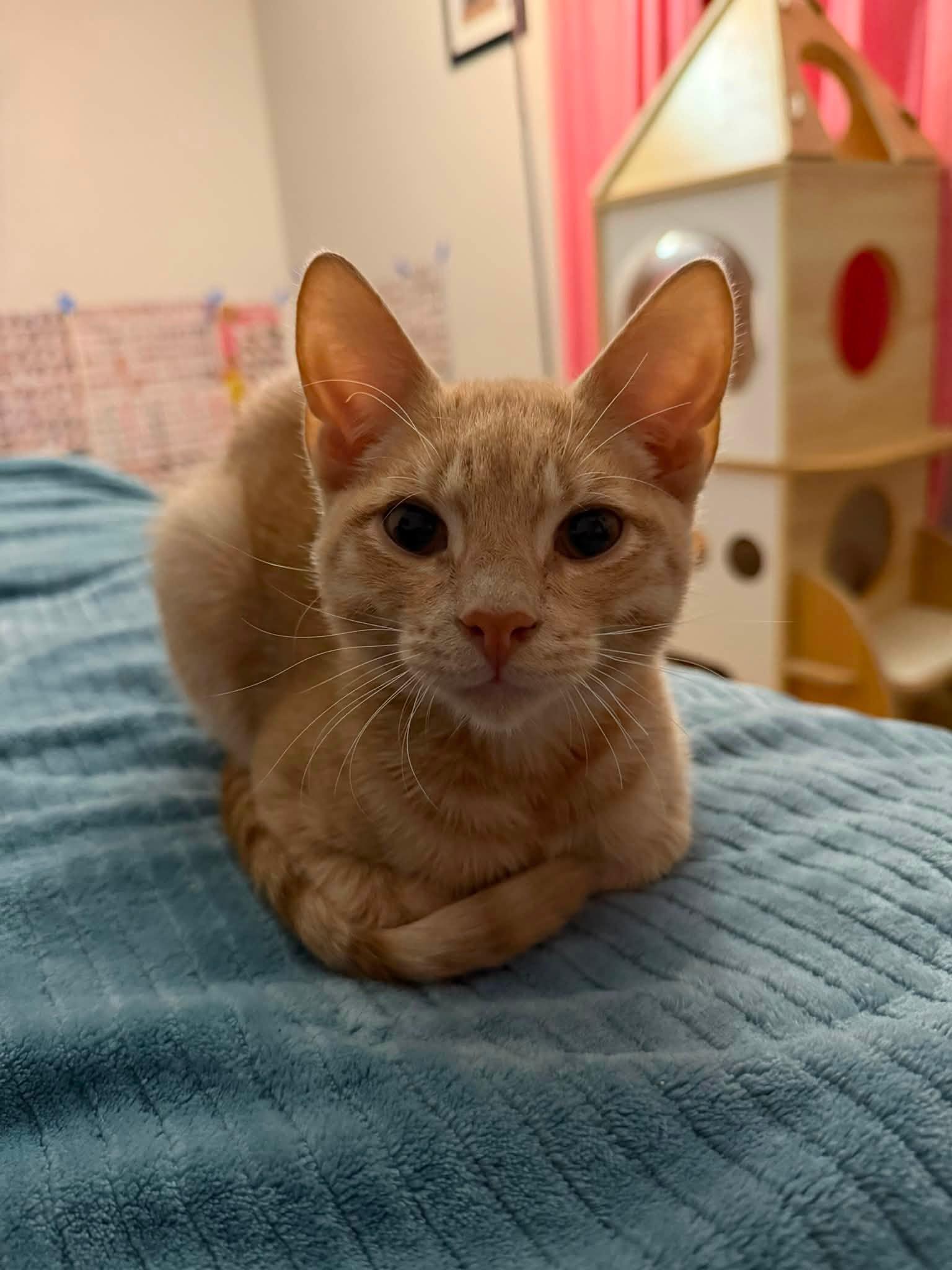 Enlarge Hunka Chunka PB Fudge - Kitten, a Adopted Domestic Short Hair in Enfield, CT image 2/2