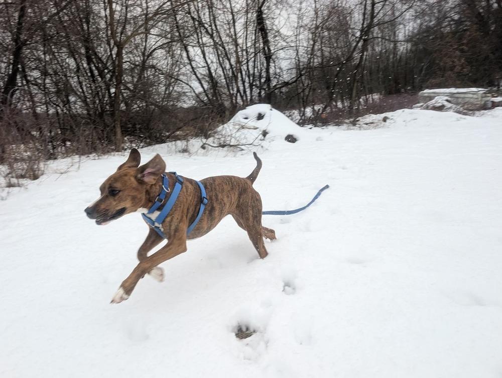 Bailey fka Quinn, Adoptable, Adult Female Mixed Breed.