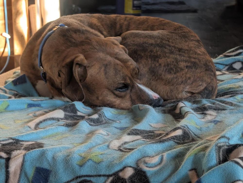 Enlarge Bailey fka Quinn, a Adoptable mixed breed in Wausau, WI image 2/6