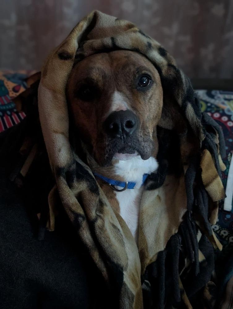 Enlarge Bailey fka Quinn, a Adoptable mixed breed in Wausau, WI image 3/6