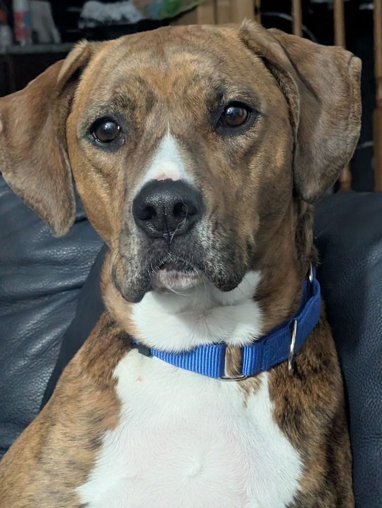 Bailey fka Quinn, a Adoptable mixed breed in Wausau, WI image 1/4