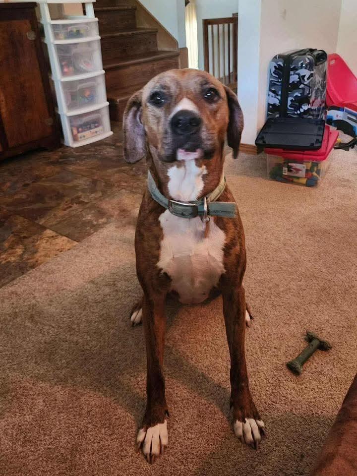 Bailey fka Quinn, a Adoptable mixed breed in Wausau, WI image 2/4