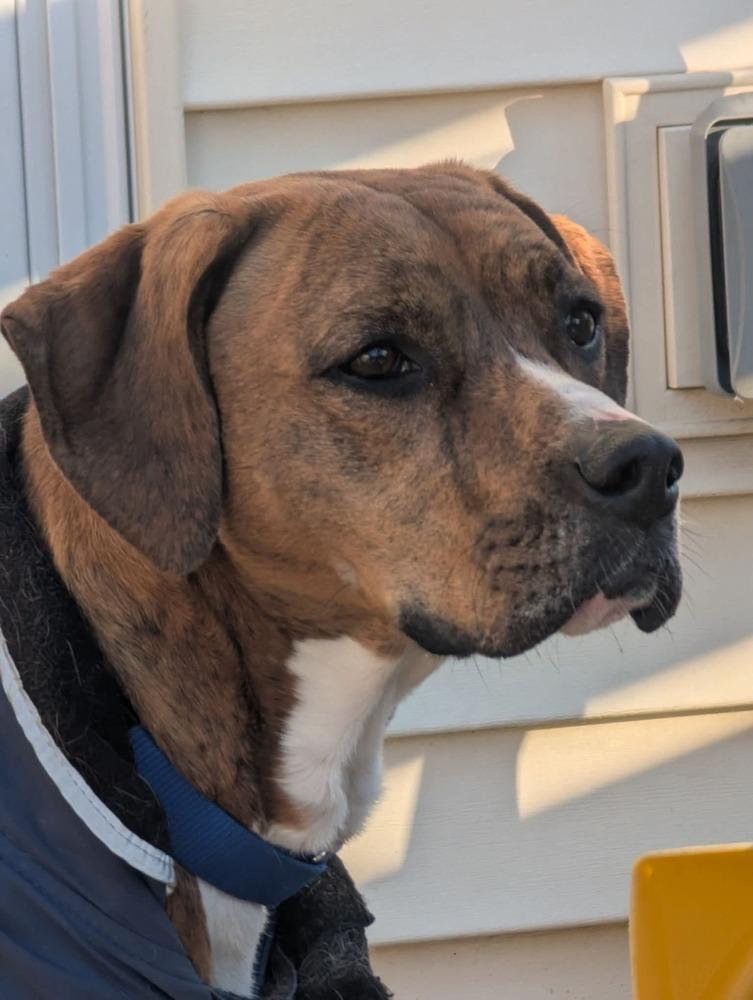 Enlarge Bailey fka Quinn, a Adoptable mixed breed in Wausau, WI image 5/6