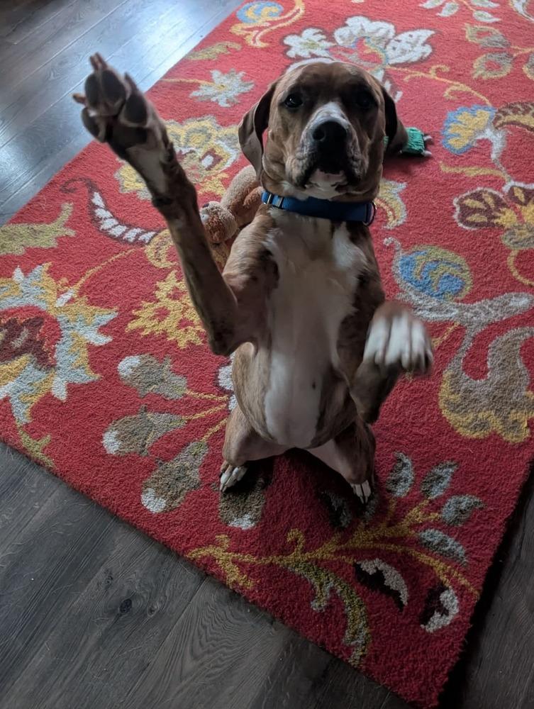 Bailey fka Quinn, a Adoptable mixed breed in Wausau, WI image 3/4