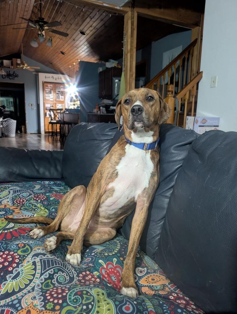 Bailey fka Quinn, a Adoptable mixed breed in Wausau, WI image 4/4