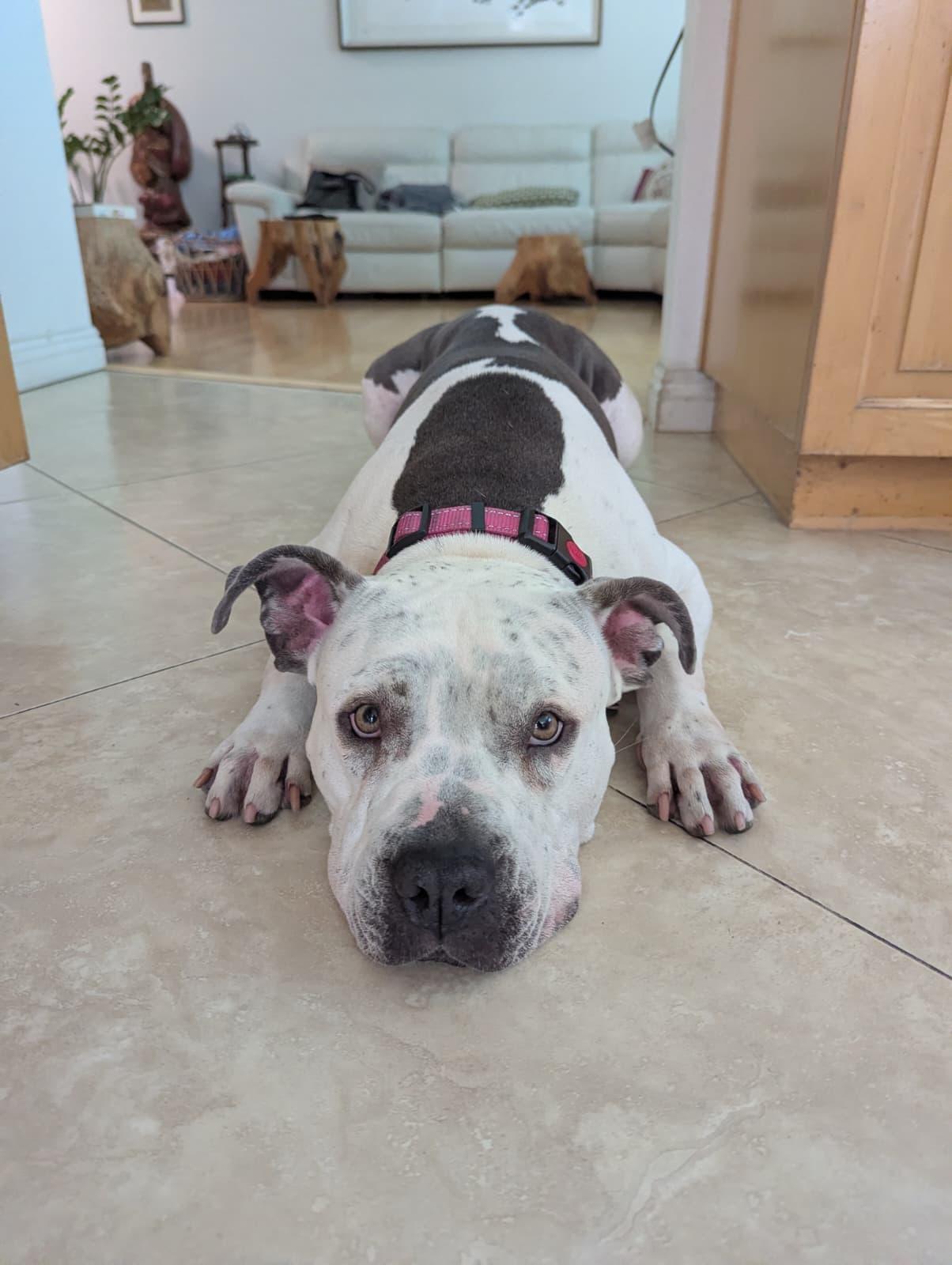 Freckles, a Adoptable mixed breed in Pasadena, CA image 3/6