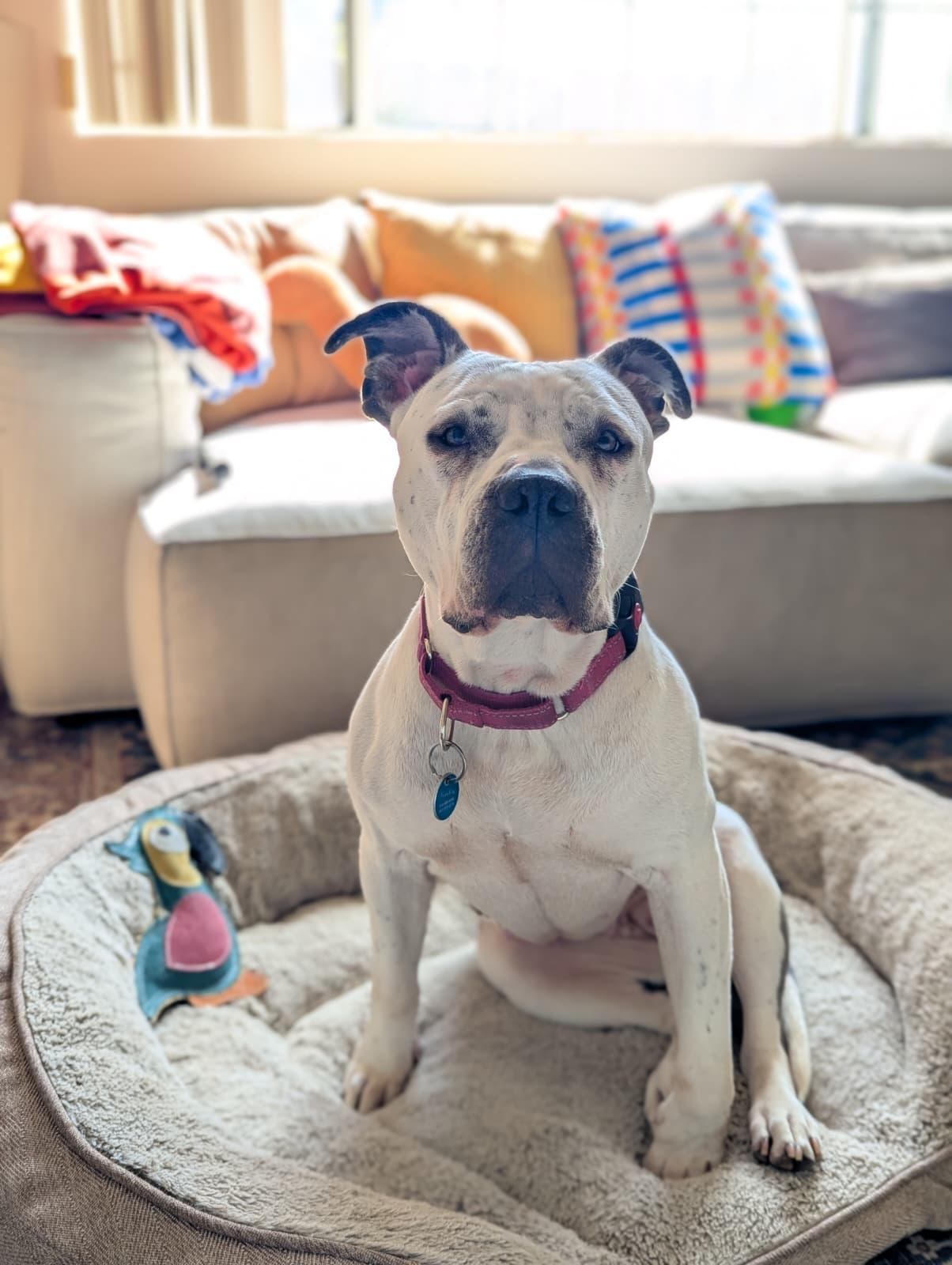 Freckles, a Adoptable mixed breed in Pasadena, CA image 1/6