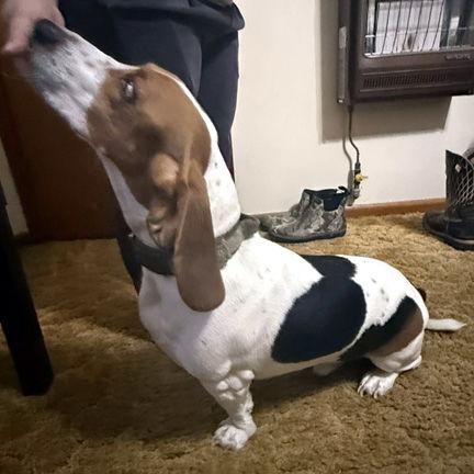 BUCK, Adopted, Young Male Basset Hound & Beagle.