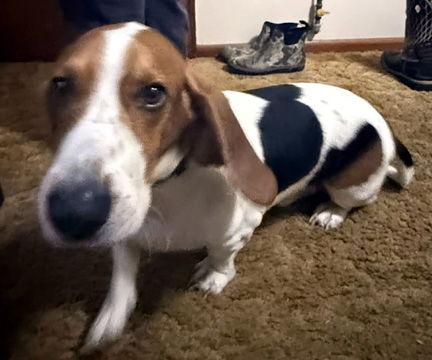 Enlarge BUCK, a Adopted mixed breed in Mays Landing, NJ image 2/3