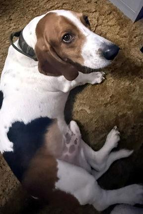 Enlarge BUCK, a Adopted mixed breed in Mays Landing, NJ image 3/3