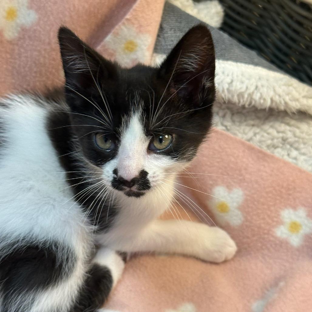 Enlarge Sienna, a Adoptable Domestic Short Hair in Newport News, VA image 1/3