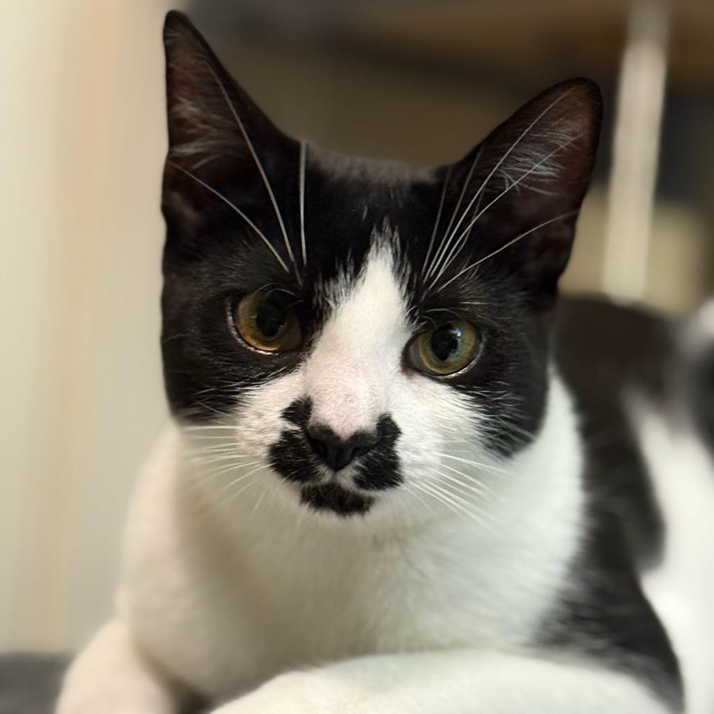 Enlarge Sienna, a Adoptable Domestic Short Hair in Newport News, VA image 3/3