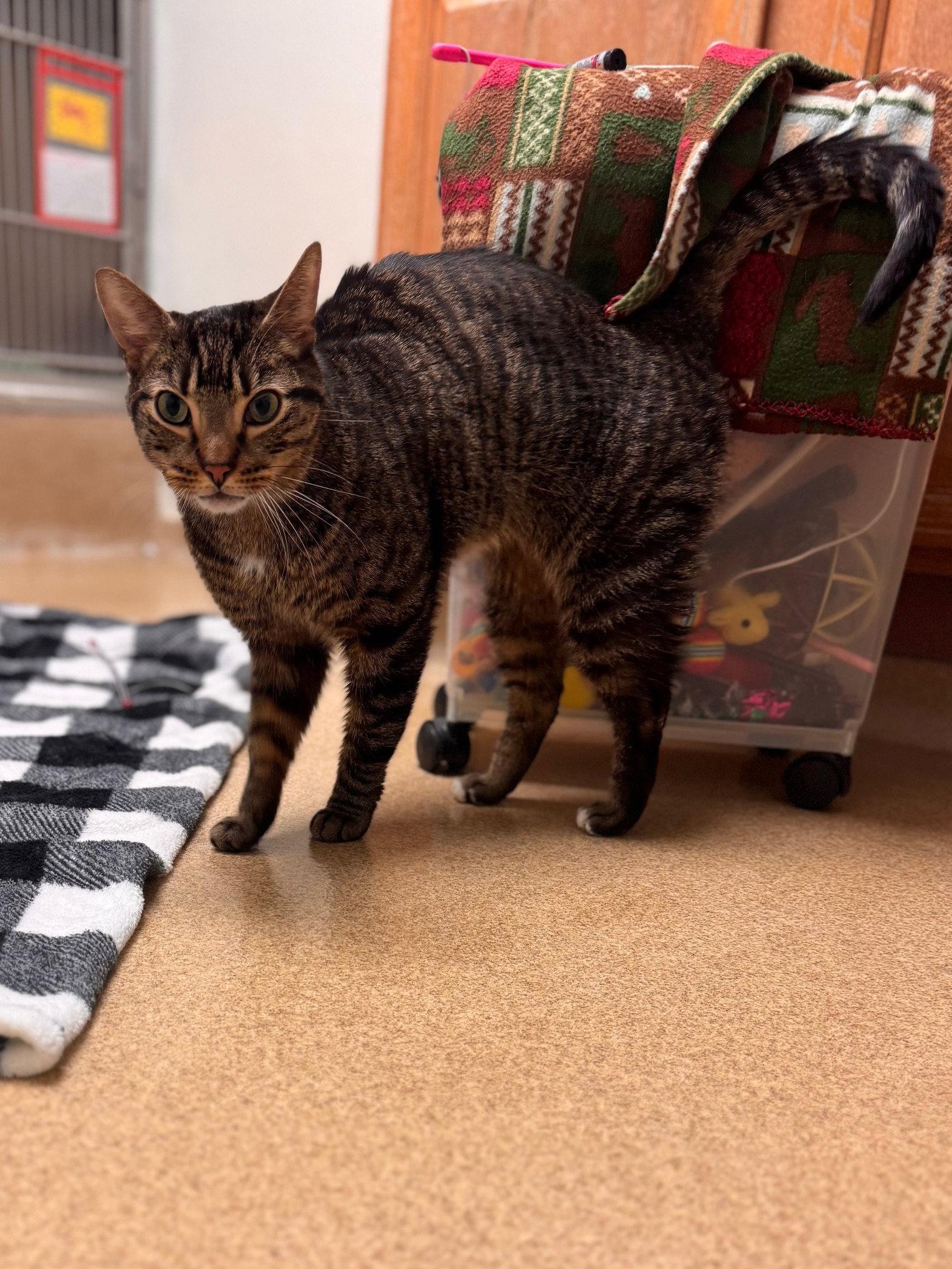 Mello, Adoptable, Senior Male Domestic Short Hair.