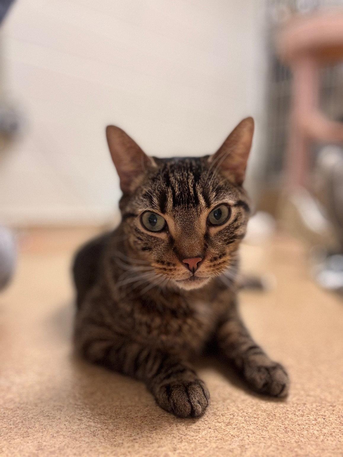 Mello, a Adoptable Domestic Short Hair in Brick, NJ image 2/3