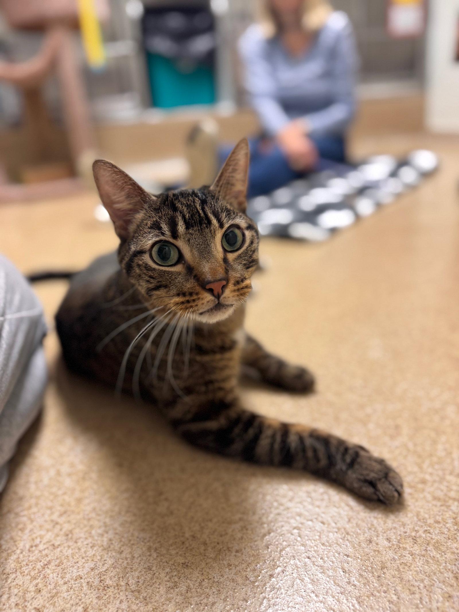 Mello, a Adoptable Domestic Short Hair in Brick, NJ image 3/3
