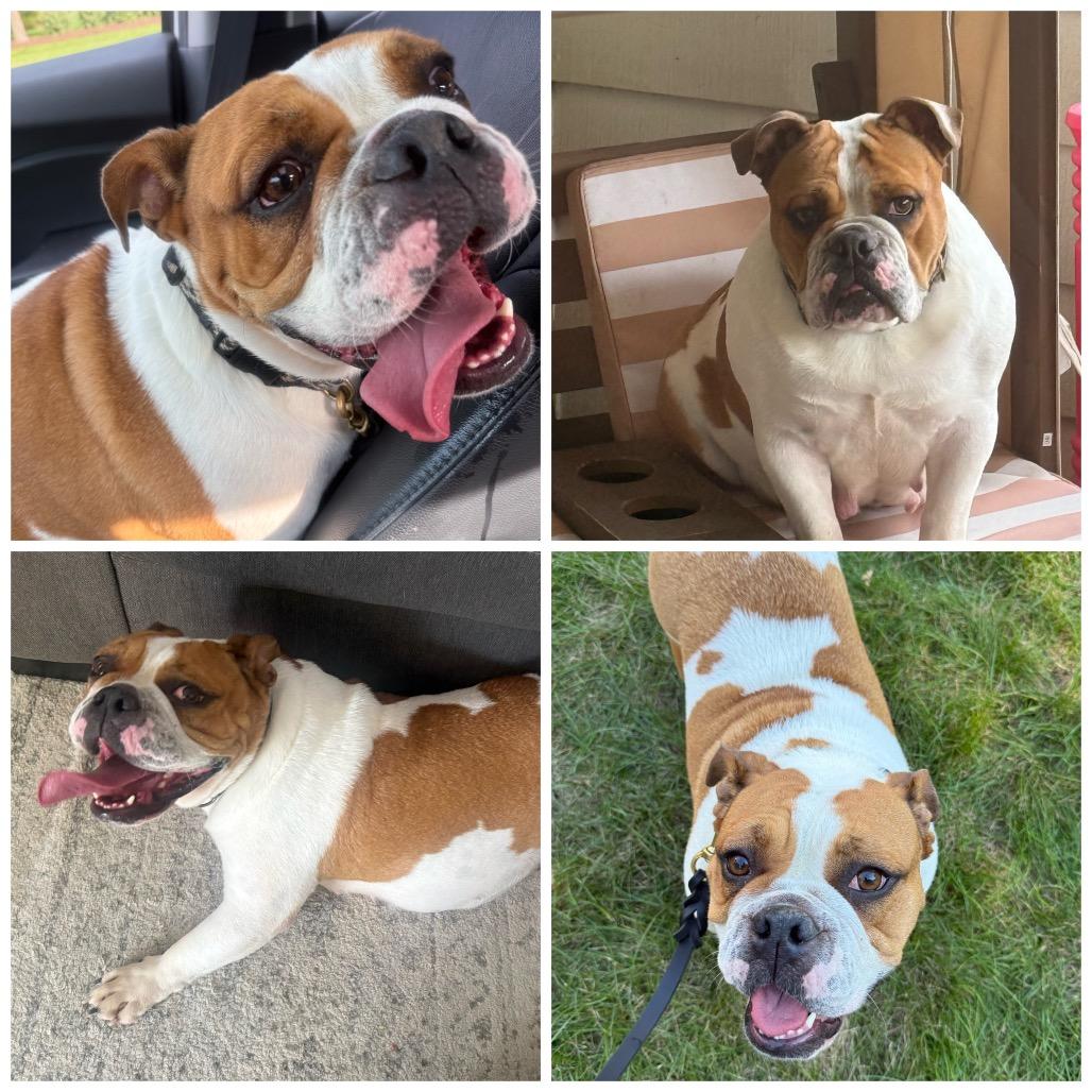 Lilly, Adoptable, Adult Female English Bulldog.