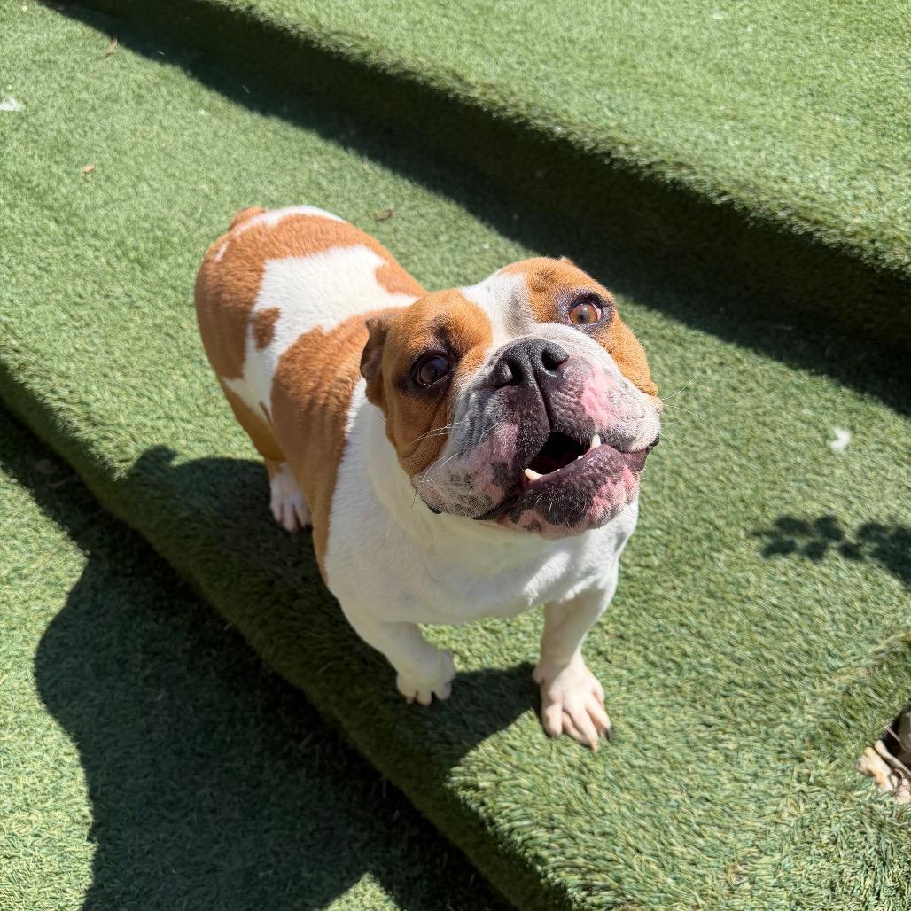 Lilly, ADOPTABLE, Adult Female English Bulldog.