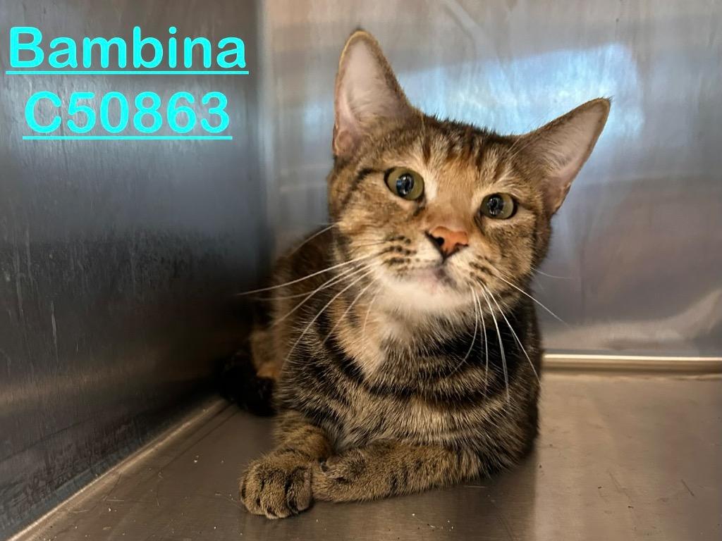 Bambina, Adoptable, Young Female Domestic Short Hair.