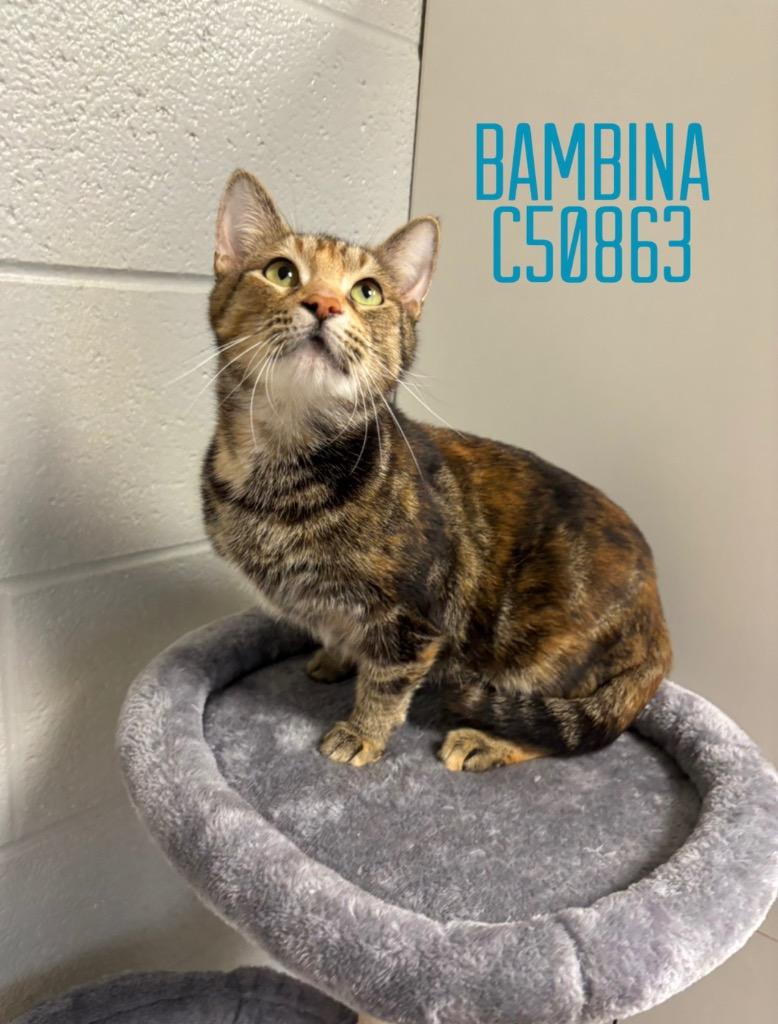 Bambina, a Adoptable mixed breed in Clarksville, TN image 2/2