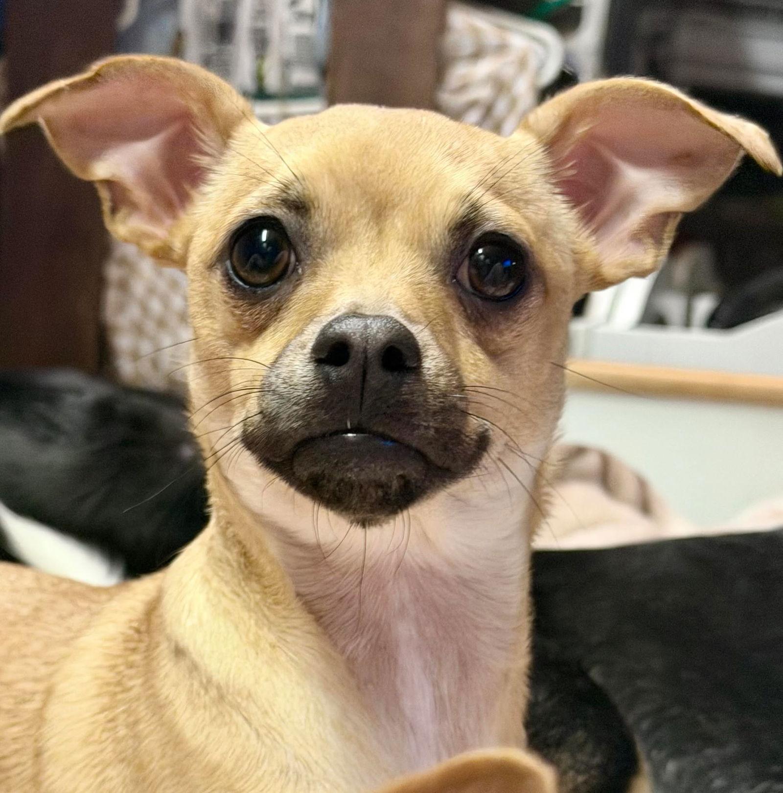 Ember, Adoptable, Young Female Chihuahua.