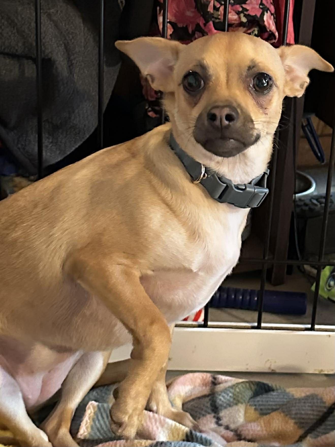 Enlarge Ember, a Adoptable Chihuahua in Visalia, CA image 2/2