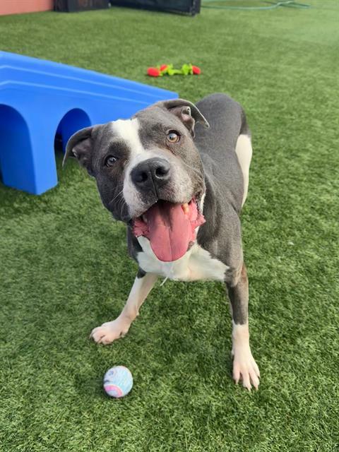 Enlarge MELON, a Adoptable American Staffordshire Terrier in San Francisco, CA image 1/1