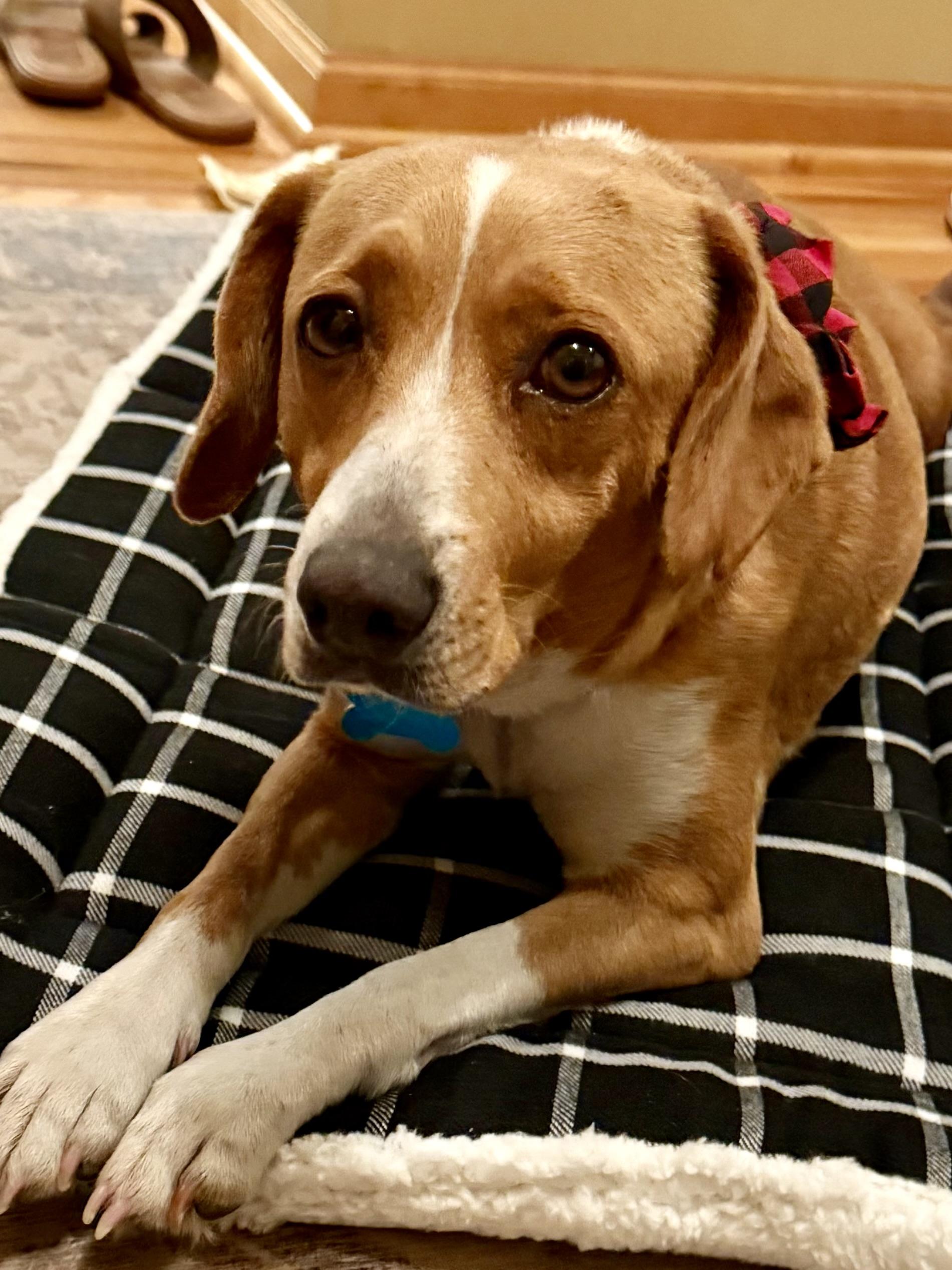 Josie, adoptable, Adult Female Beagle & Retriever.