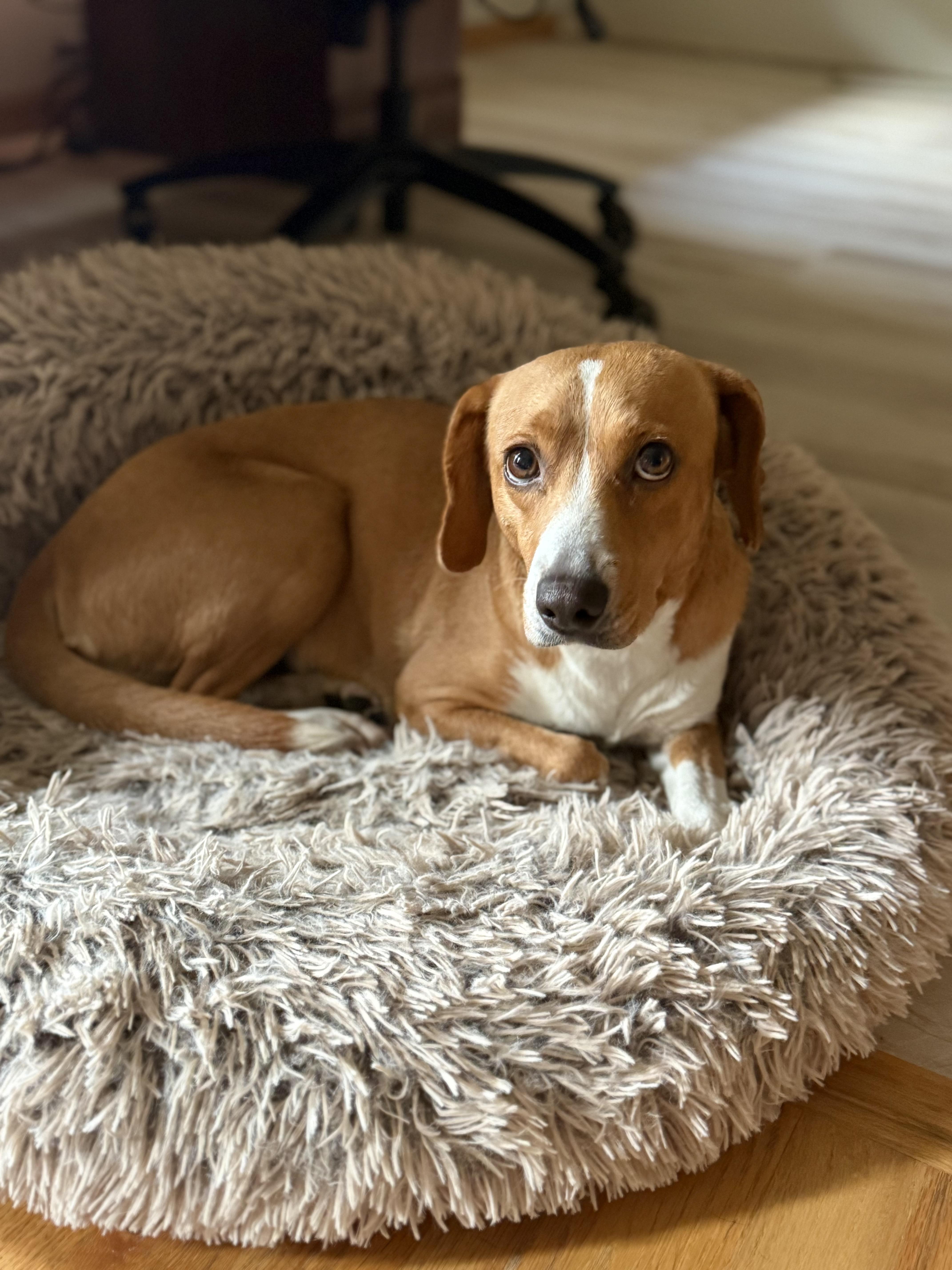 Josie, an adoptable mixed breed in Minneapolis, MN image 2/6