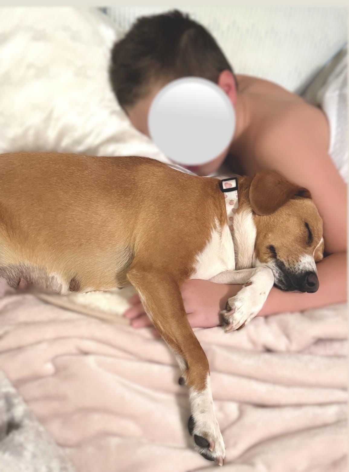 Josie, an adoptable mixed breed in Minneapolis, MN image 3/6