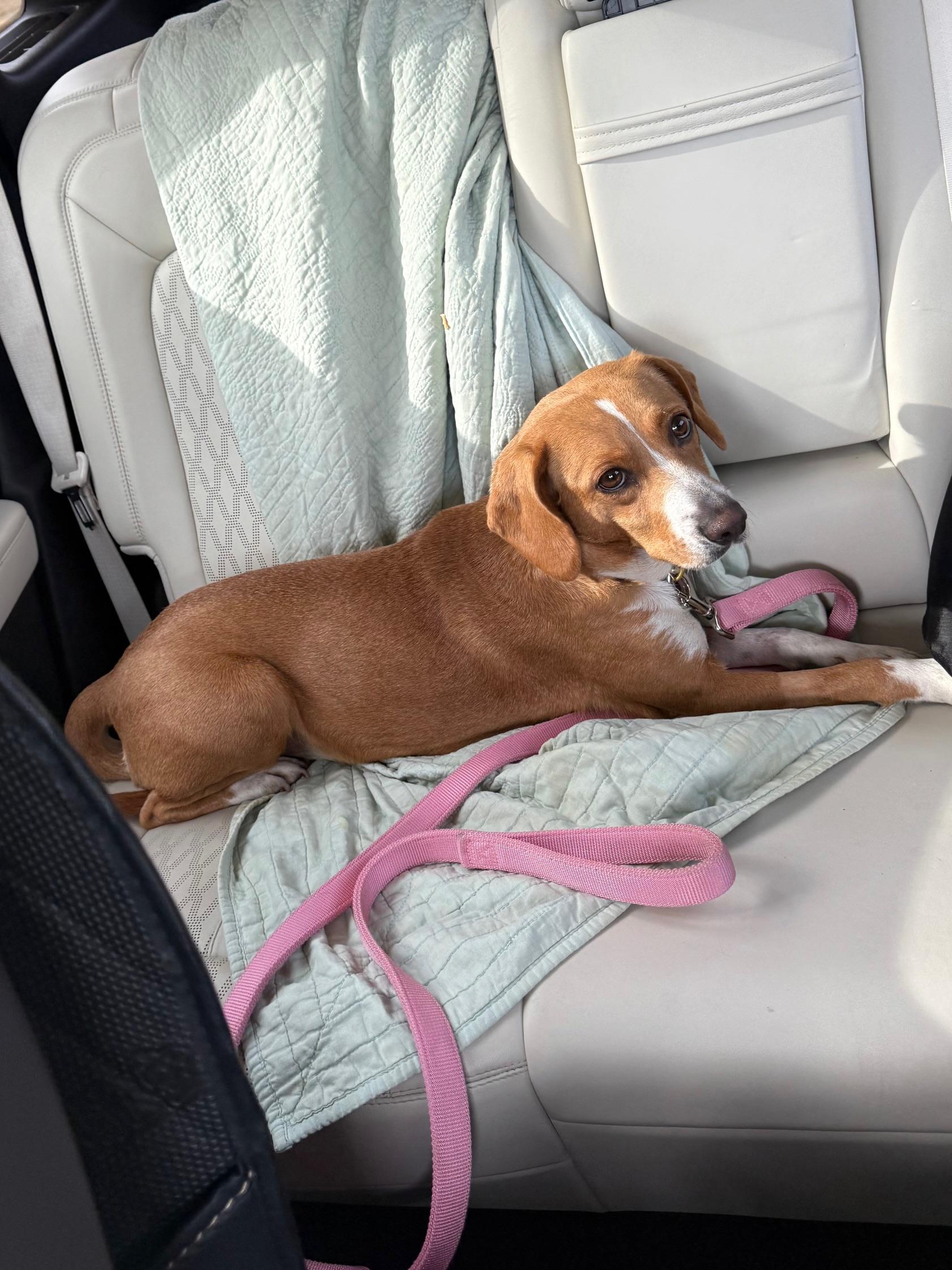 Josie, an adoptable mixed breed in Minneapolis, MN image 4/6