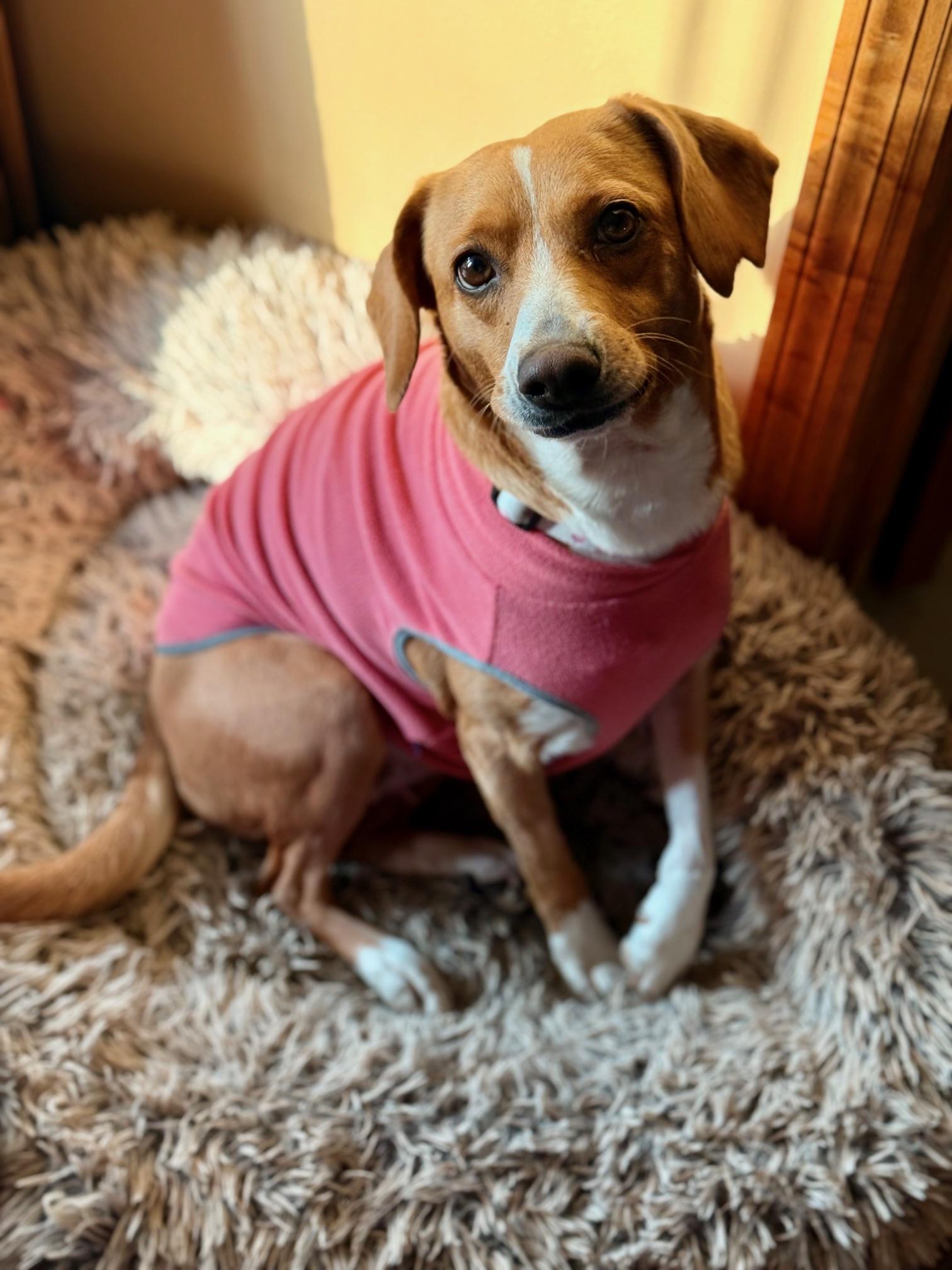 Josie, an adoptable mixed breed in Minneapolis, MN image 5/6