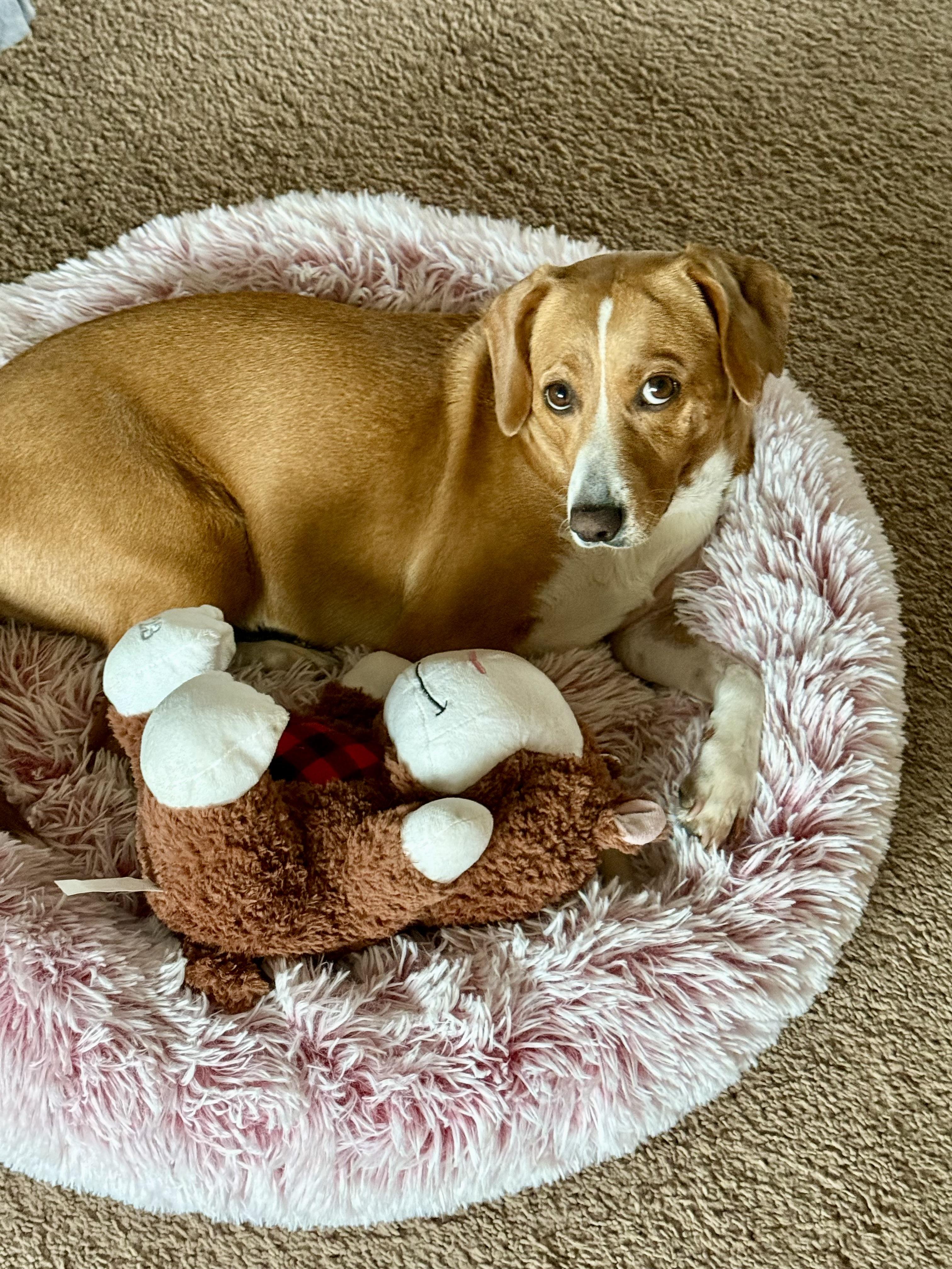 Josie, an adoptable mixed breed in Minneapolis, MN image 6/6