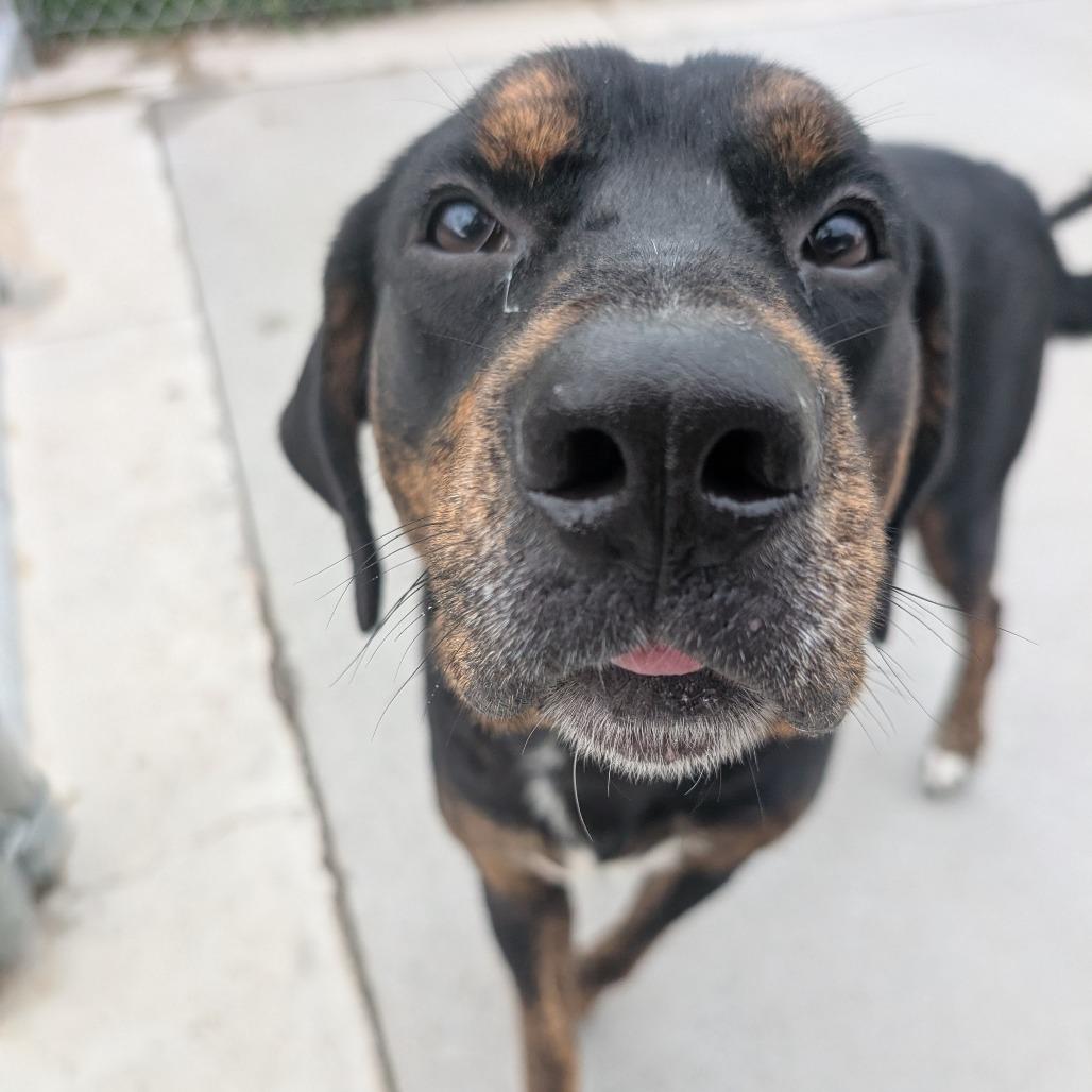 Rufus, Adoptable, Adult Male Hound & Mixed Breed.