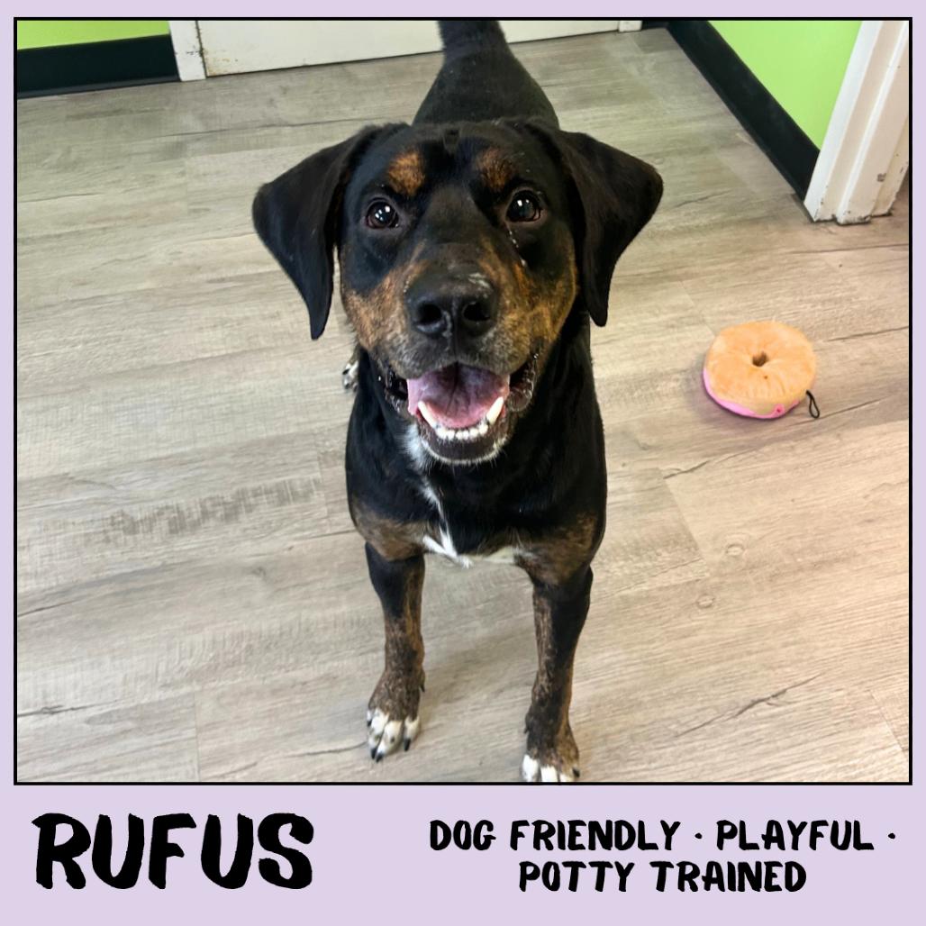 Rufus, a Adoptable mixed breed in Emporia, KS image 2/6